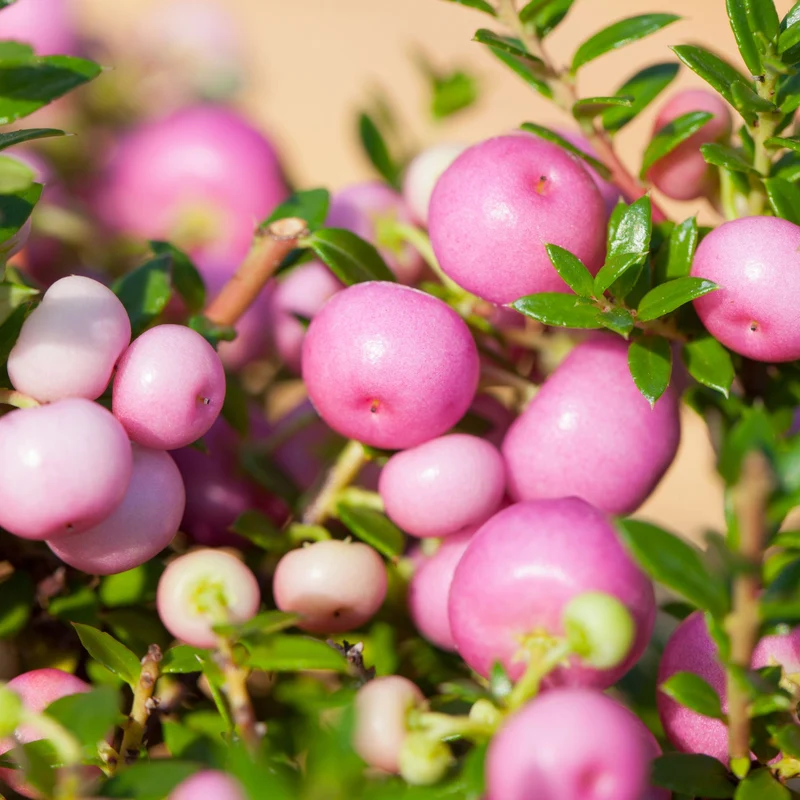 Torfmyrte