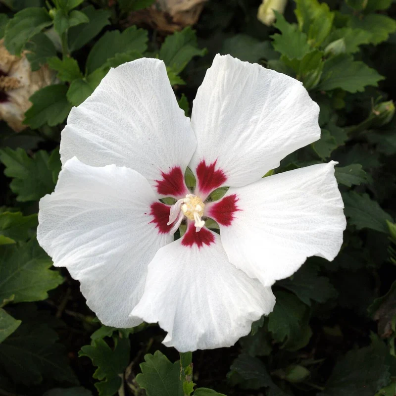 Hibiskus 'Hamabo'
