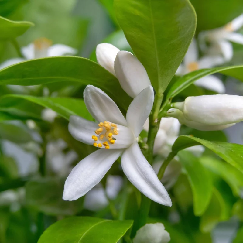 Calamondin-Orange, Busch