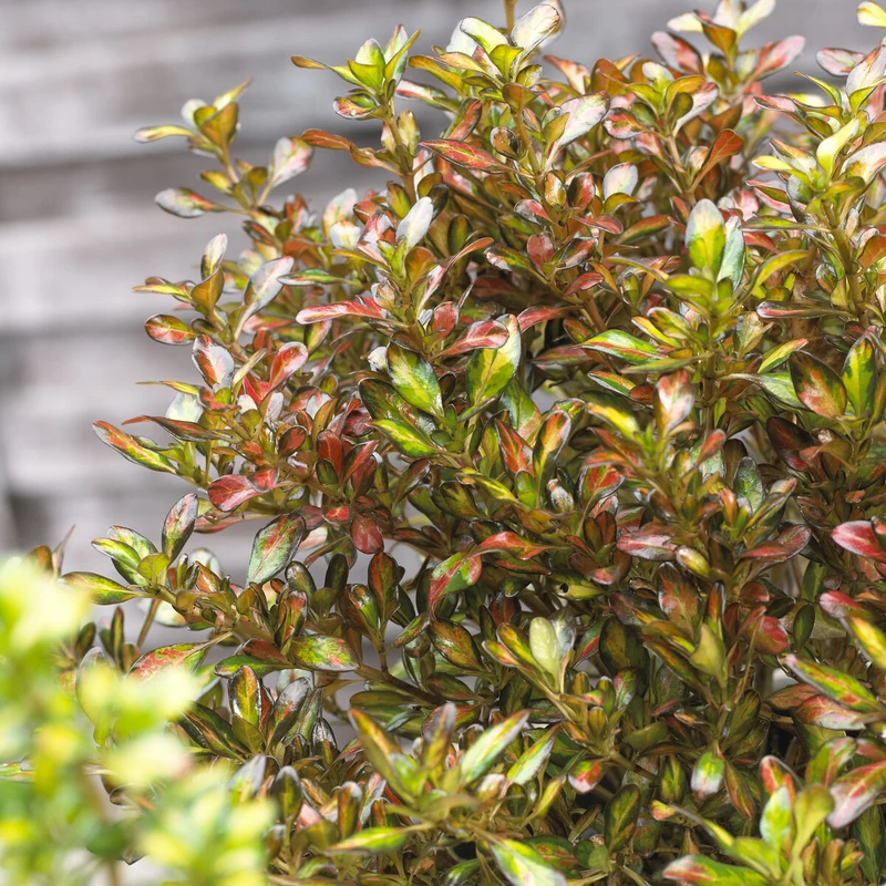 Coprosma ‘Evening Glow’