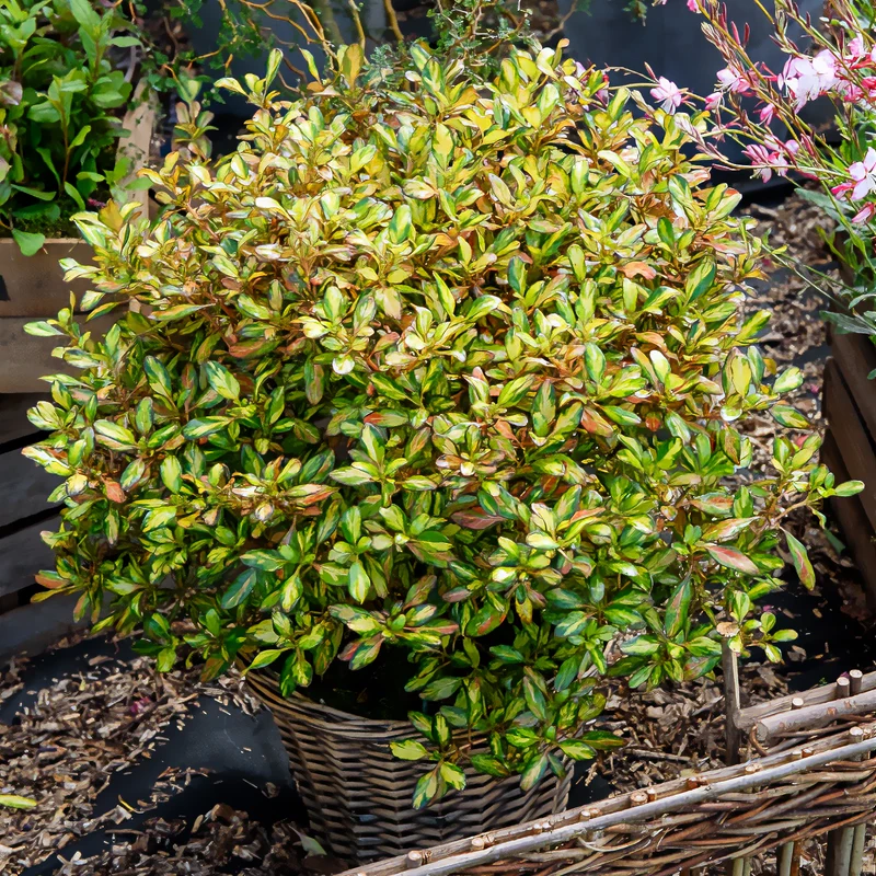 Coprosma ‘Evening Glow’