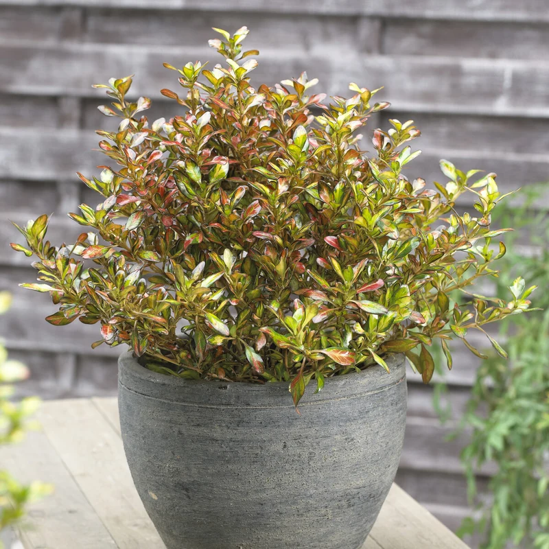 Coprosma ‘Evening Glow’