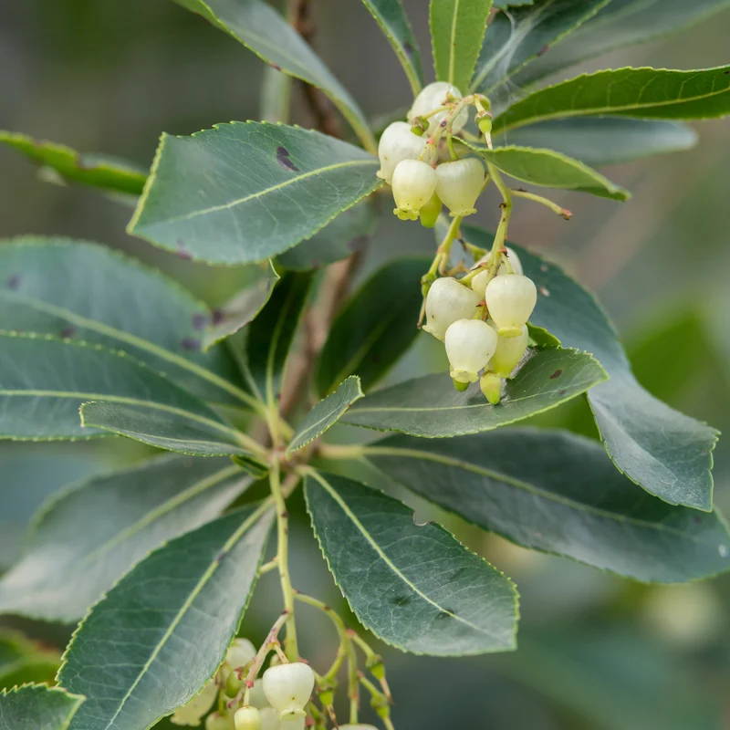 Erdbeerbaum Atlantic