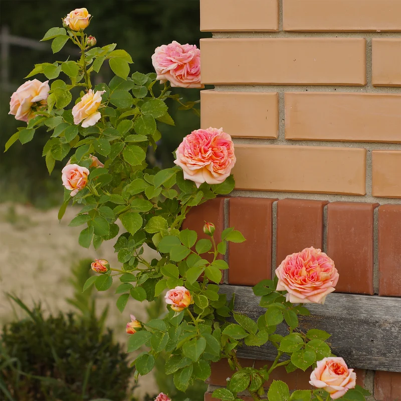 Kletterrose 'Alchymist'