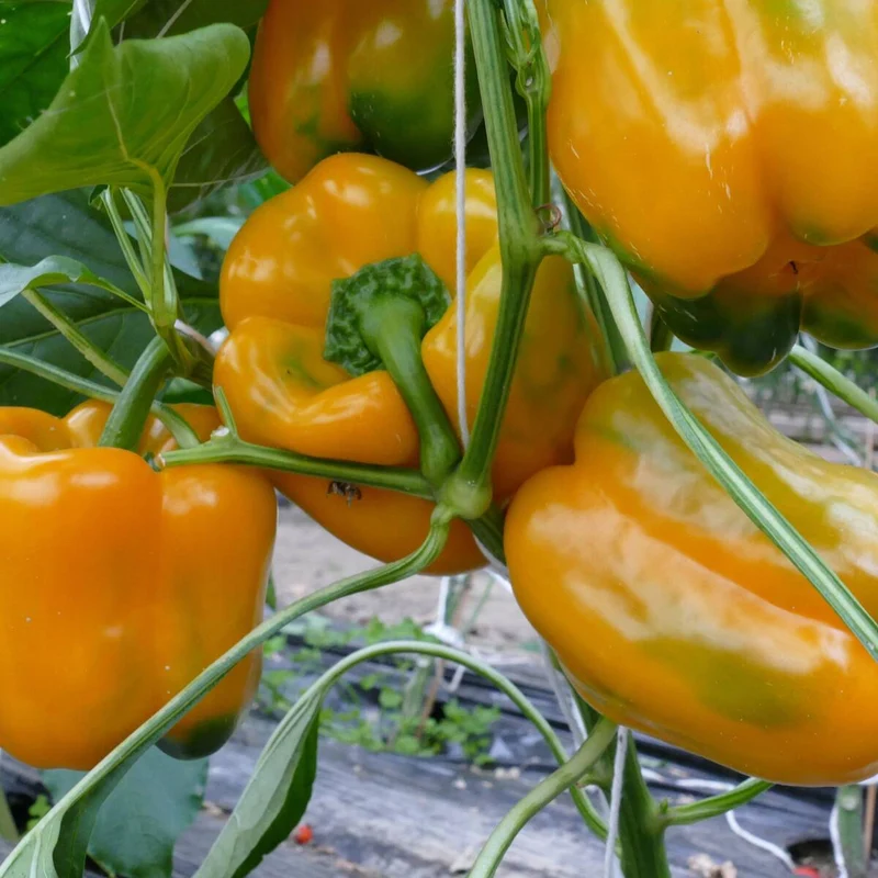 Blockpaprika 'California Wonder'
