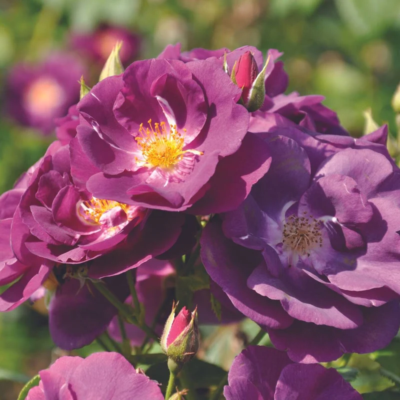 Kletterrose 'Rhapsody in Blue®'