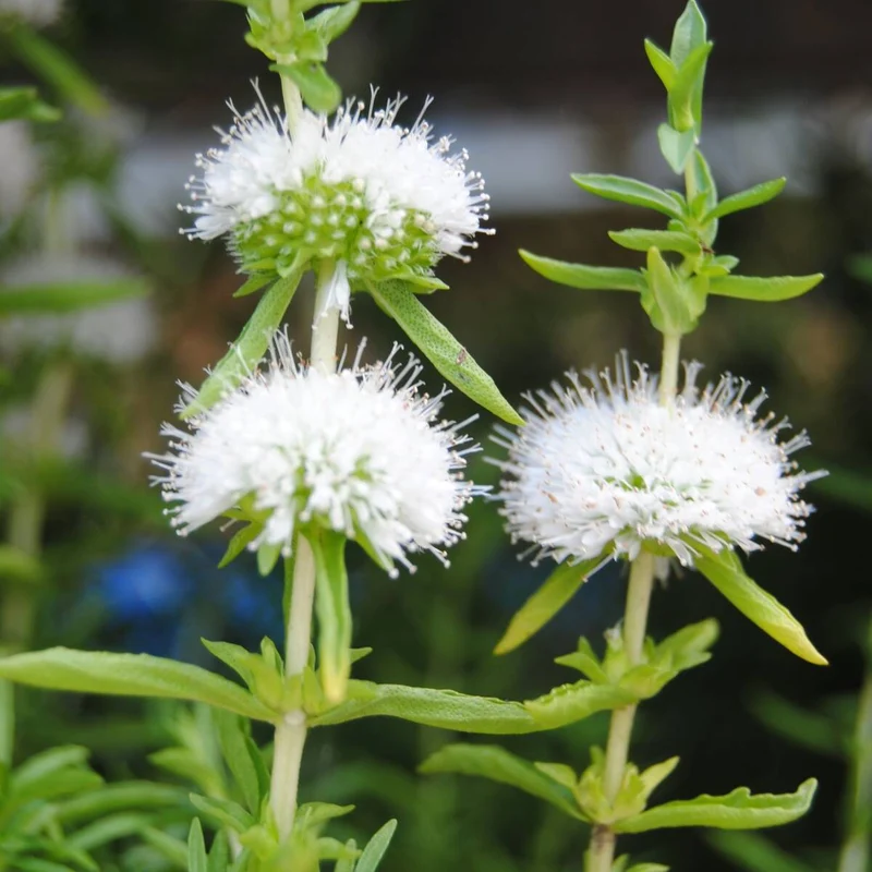 Englische Wasserminze 'Alba'
