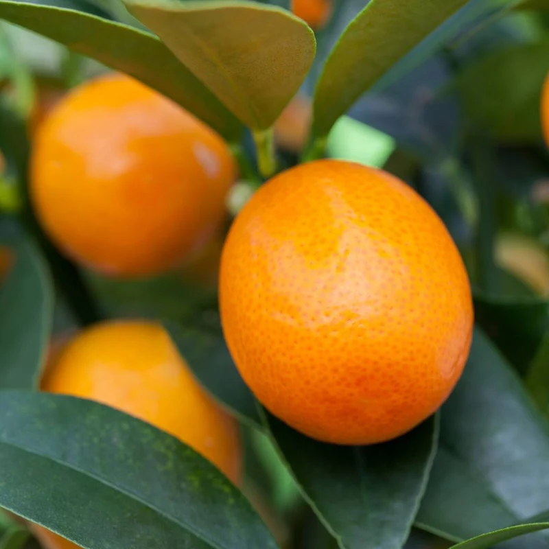 Kumquat, Stamm