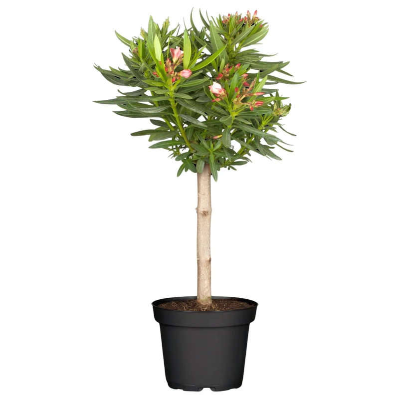Oleander Stamm