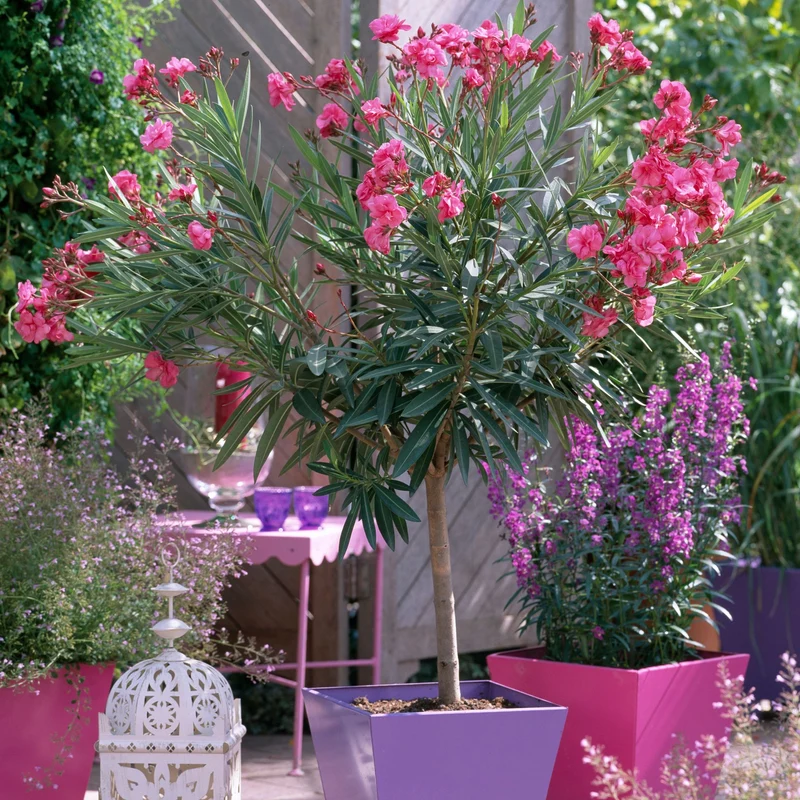 Oleander Stamm