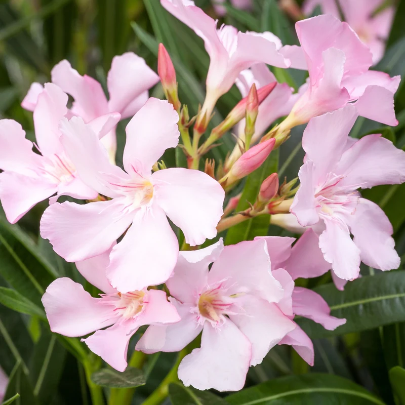 Oleander Stamm