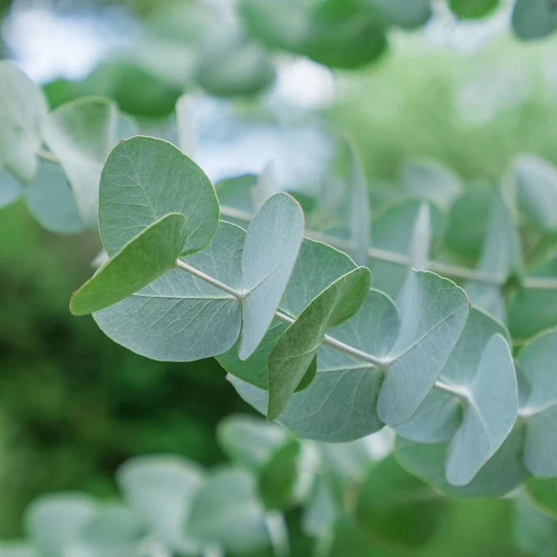 Eucalyptus 'Silver Dollar®'