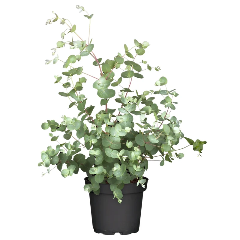 Eucalyptus 'Silver Dollar®'