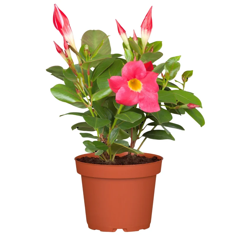 Dipladenia 'Sundaville®' Busch