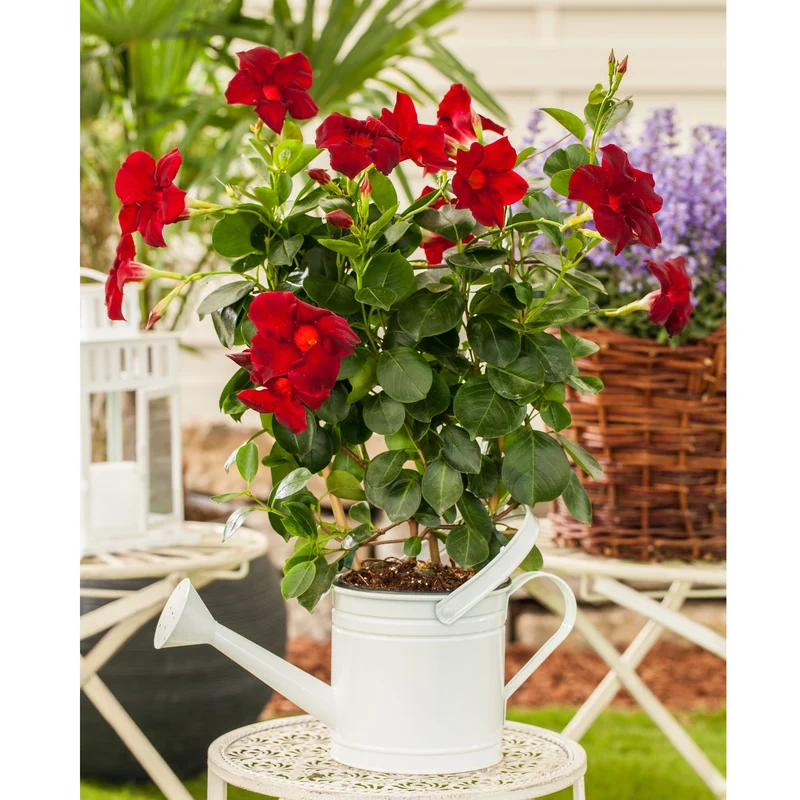 Dipladenia 'Sundaville®' Busch