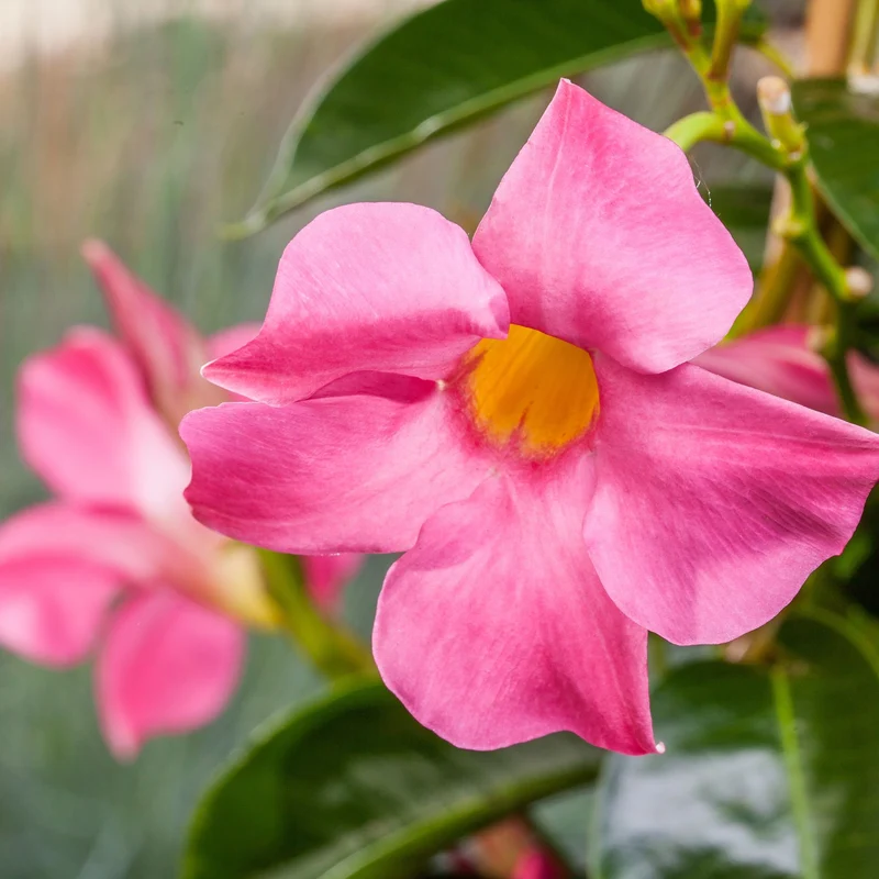 Dipladenia 'Sundaville®' Pyramide