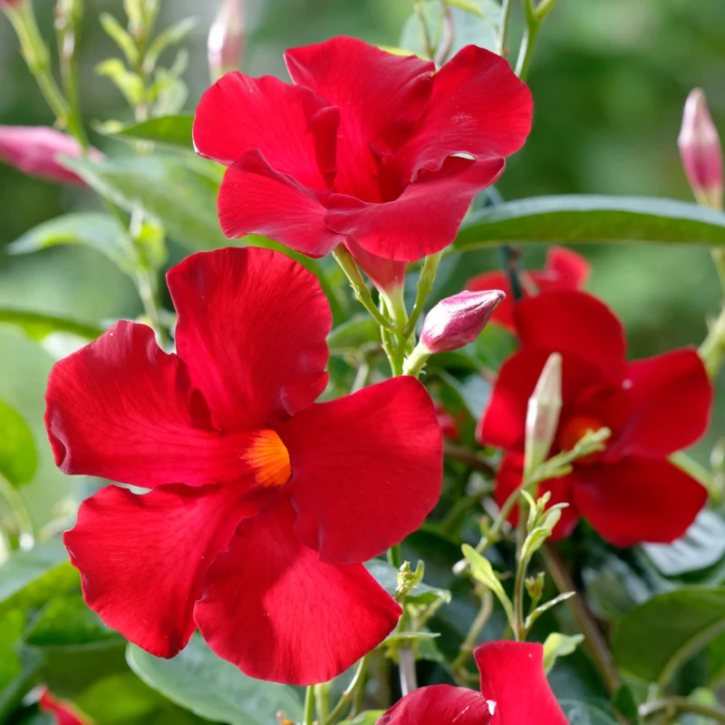 Dipladenia 'Sundaville®' Pyramide