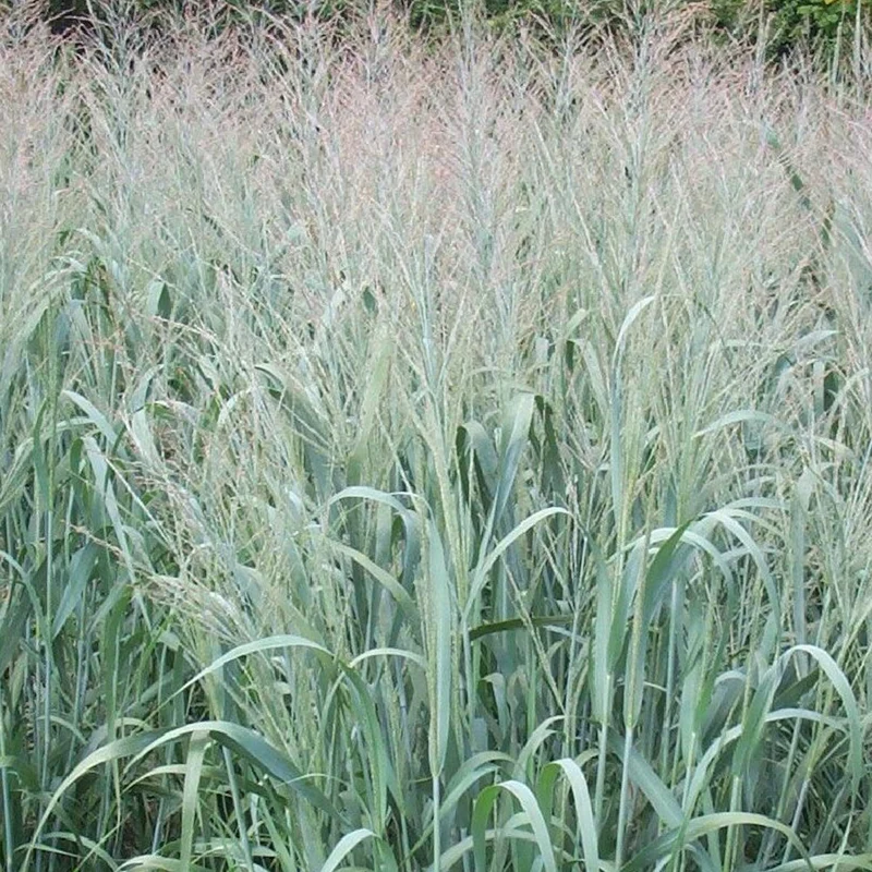Rutenhirse 'Dallas Blues'