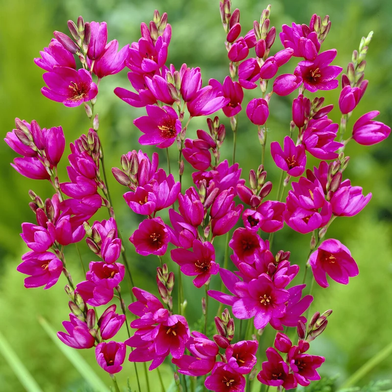 Weizenlilien ‘Mabel’ (x30)