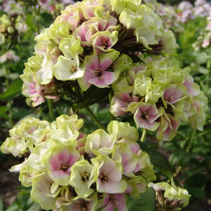 Flammenblume 'Sherbet Blend'