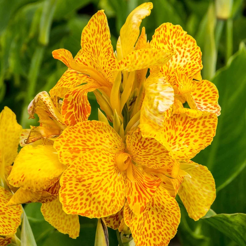 Indisches Blumenrohr 'Tropical Yellow' (x2)