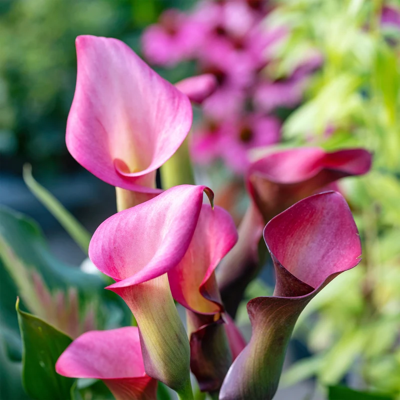 Rehmann-Calla rosa (x2)