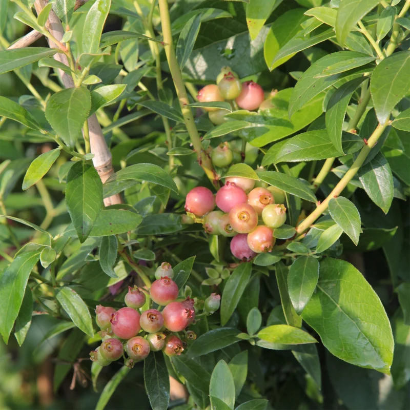 Heidelbeere ‘Pink Lemonade’