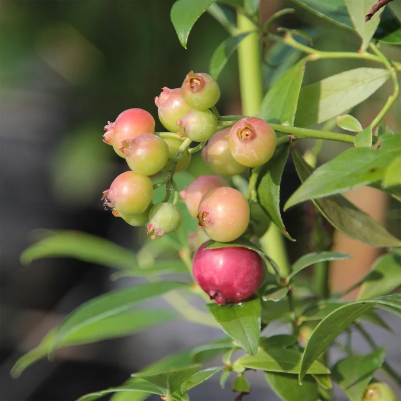 Heidelbeere ‘Pink Lemonade’