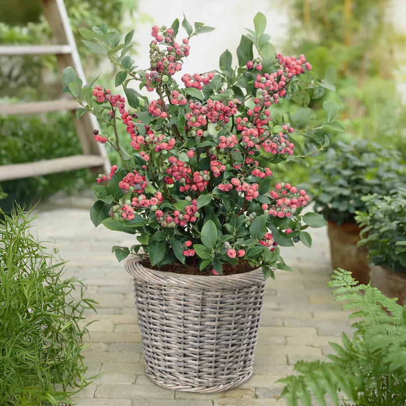 Heidelbeere ‘Pink Lemonade’