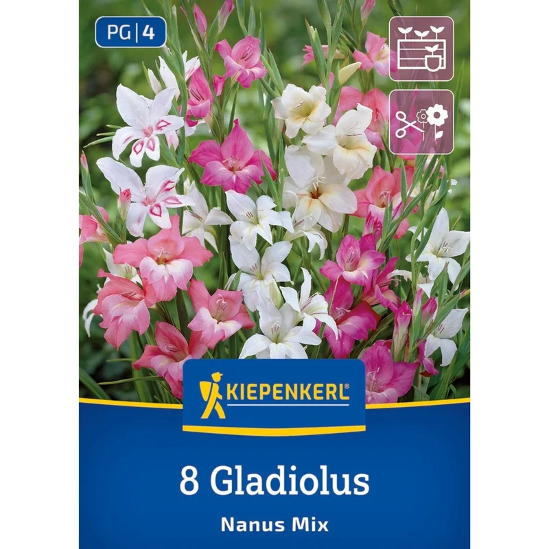 Kiepenkerl Zwerg Gladiolen "Nanus Mix"