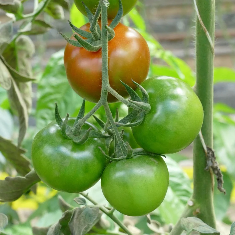 Cocktailtomate 'Reginella', F1