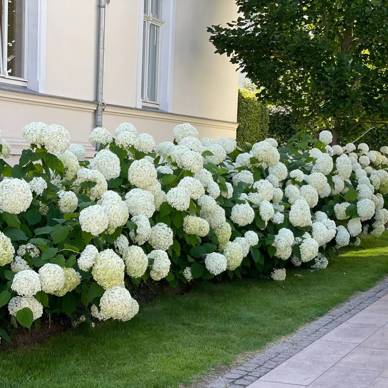 Schneeballhortensien-Set 'Annabelle'