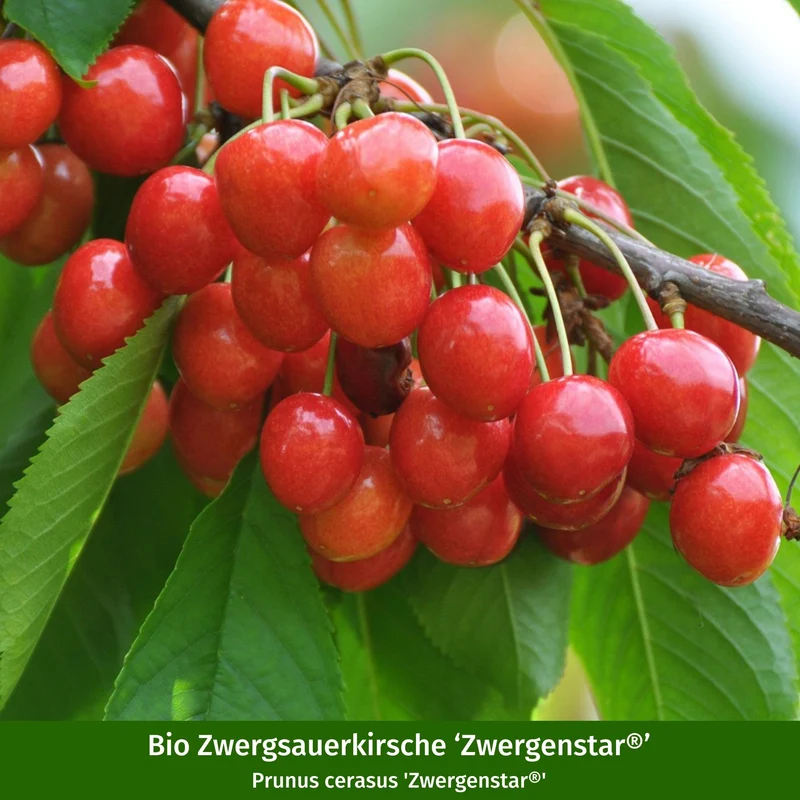 Bio-Zwergobst-Set Zwergenstar® Apfel & Kirsche