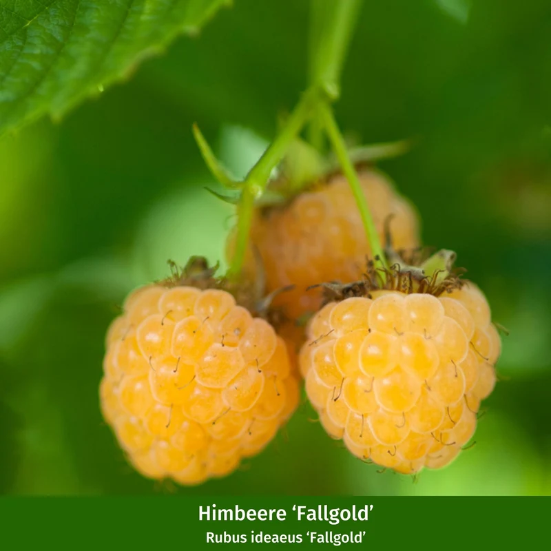 Bio-Obst Himbeere 'Fallgold' und 'Aromaqueen', 2 Pflanzen