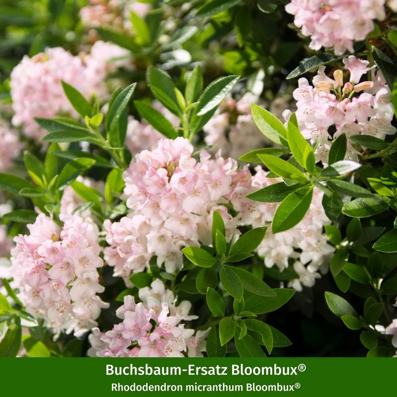 Rhododendron-Set "Farbenstarker Auftritt", 5 Pflanzen