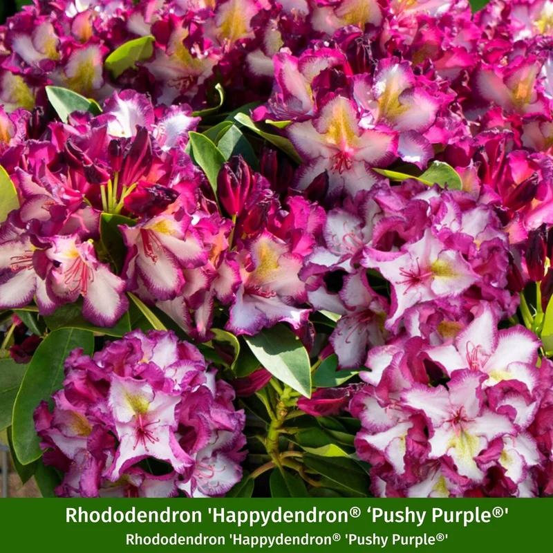 Rhododendron-Set "Farbenstarker Auftritt", 5 Pflanzen