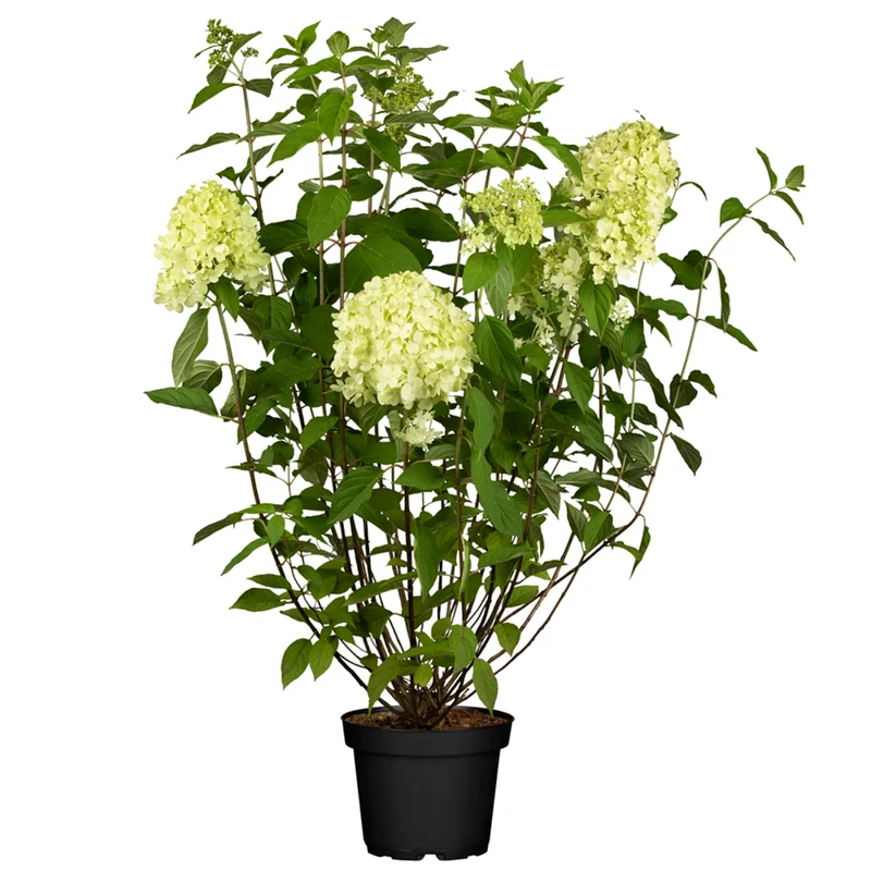 Rispenhortensien-Set 'Limelight®', 6 Pflanzen