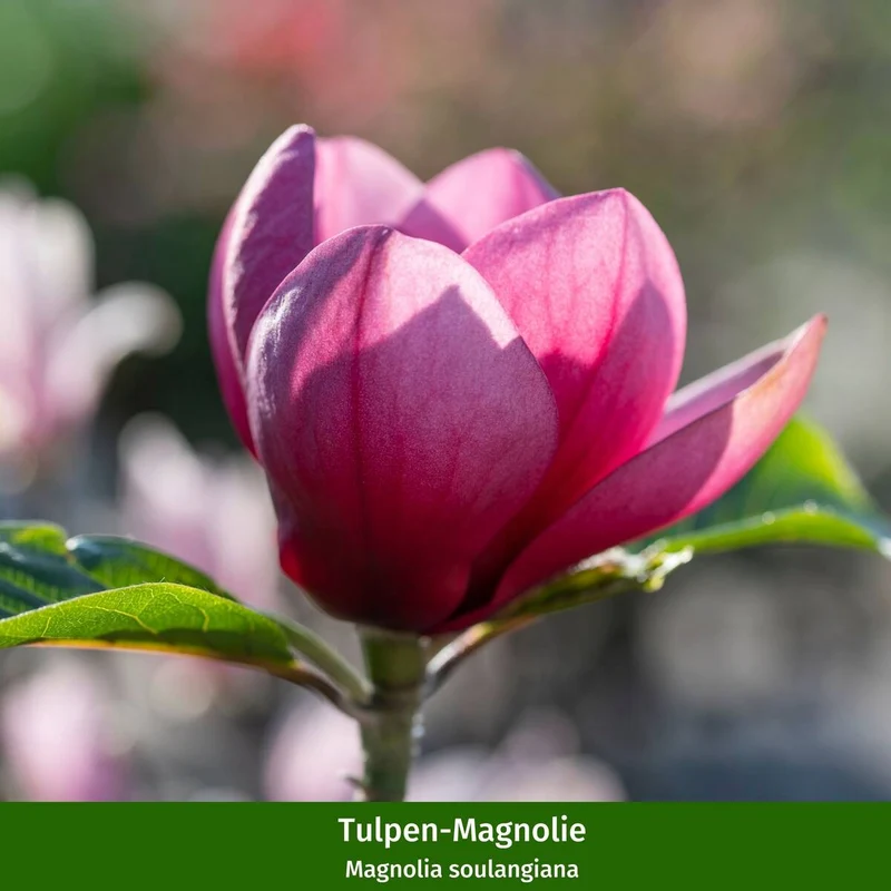 Stern- & Tulpen-Magnolien Set, 2 Pflanzen