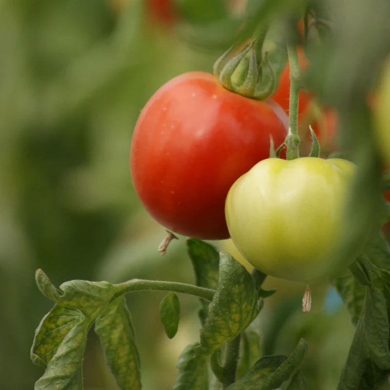 Tomate 'Ferline', F1