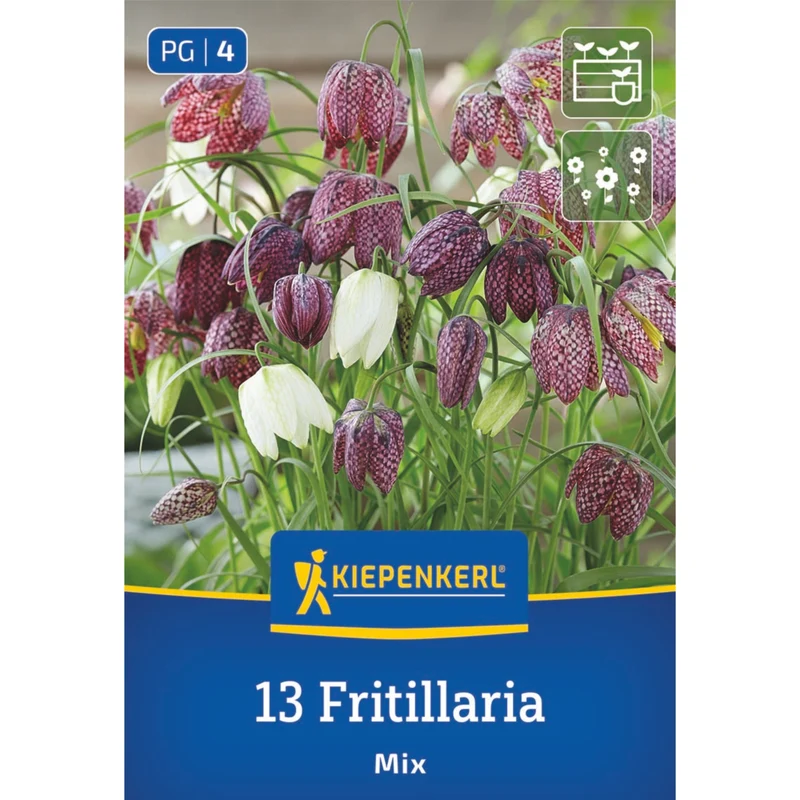 Kiepenkerl Schachbrettblume Mischung