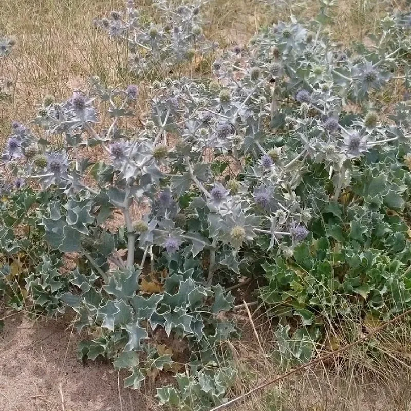 Stranddistel
