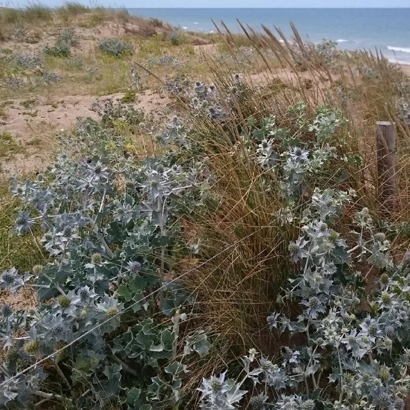 Stranddistel