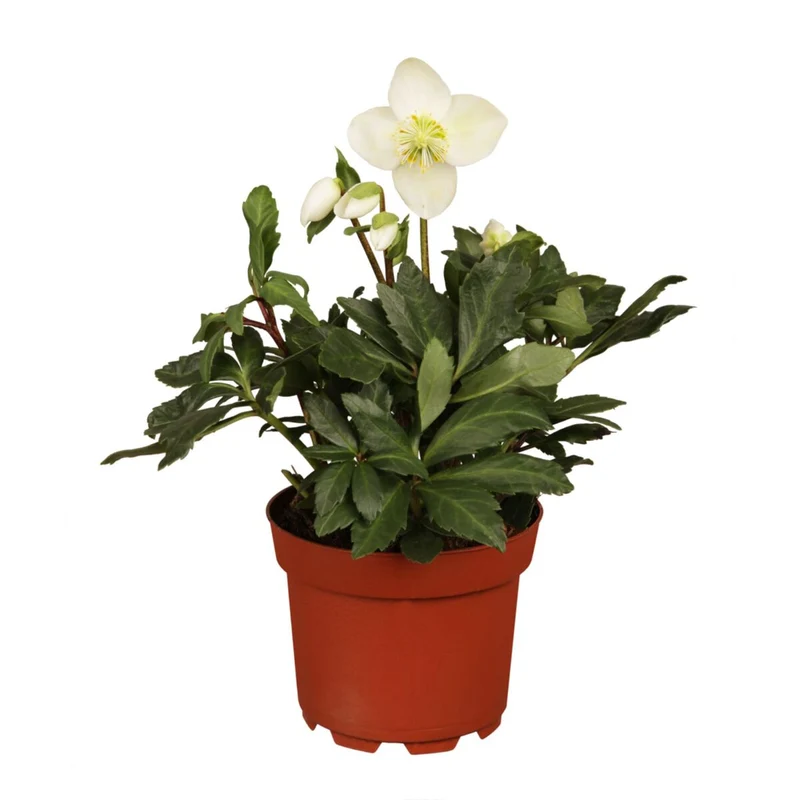 Christrose 'Christmas Carol'