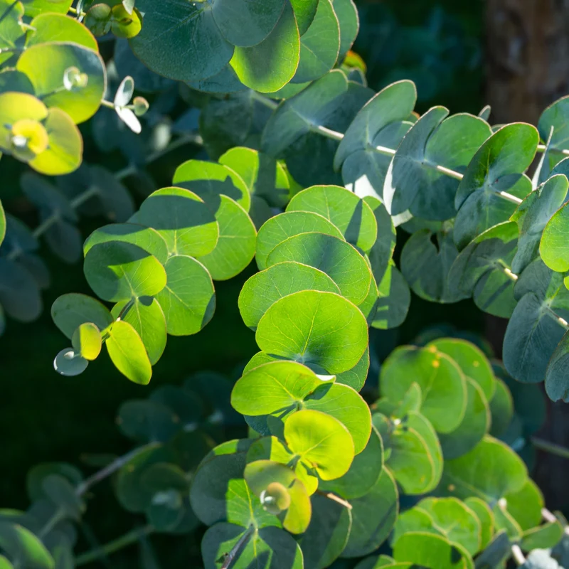Eukalyptus 'Gunnii'