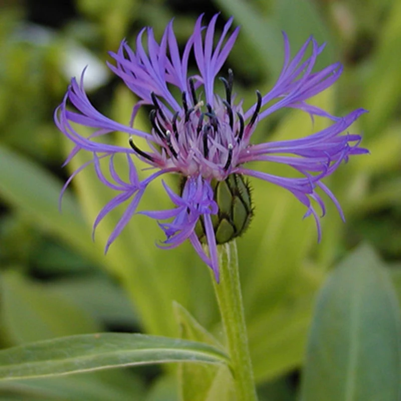 Berg-Flockenblume