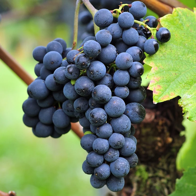 Weinrebe ‘Triomphe d’Alsace’