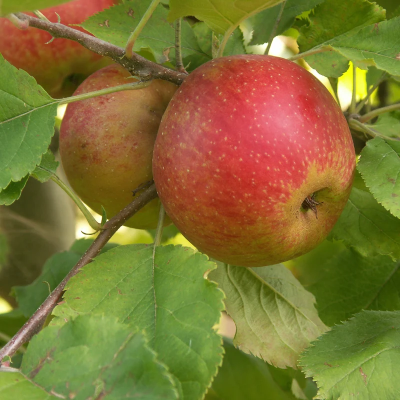 Apfelbaum Rode Boskoop
