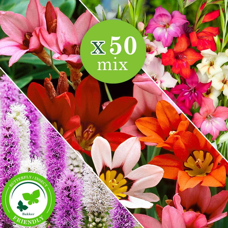 Blumenzwiebel Mischung 'For Bees & Butterflies' (x50)