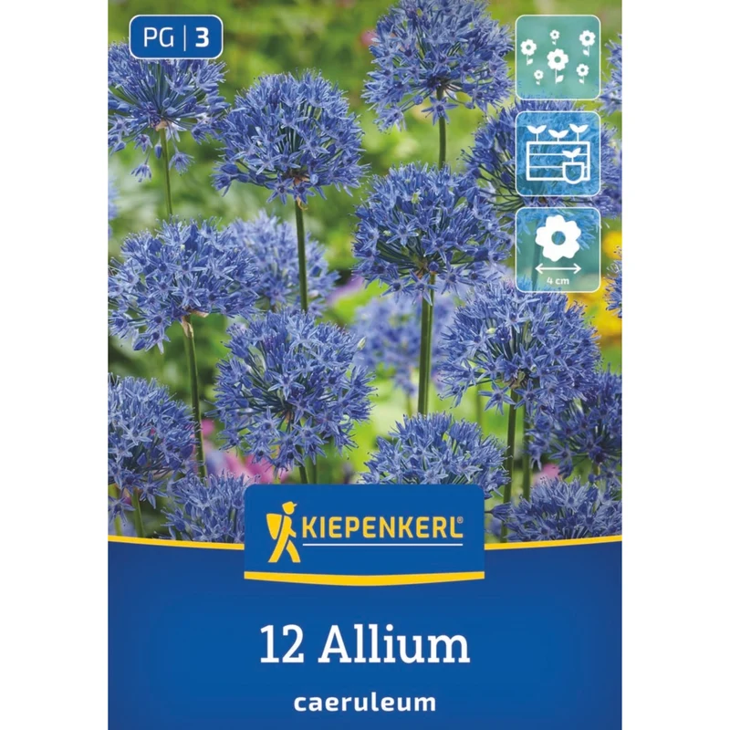 Kiepenkerl Zierlauch 'Caeruleum'