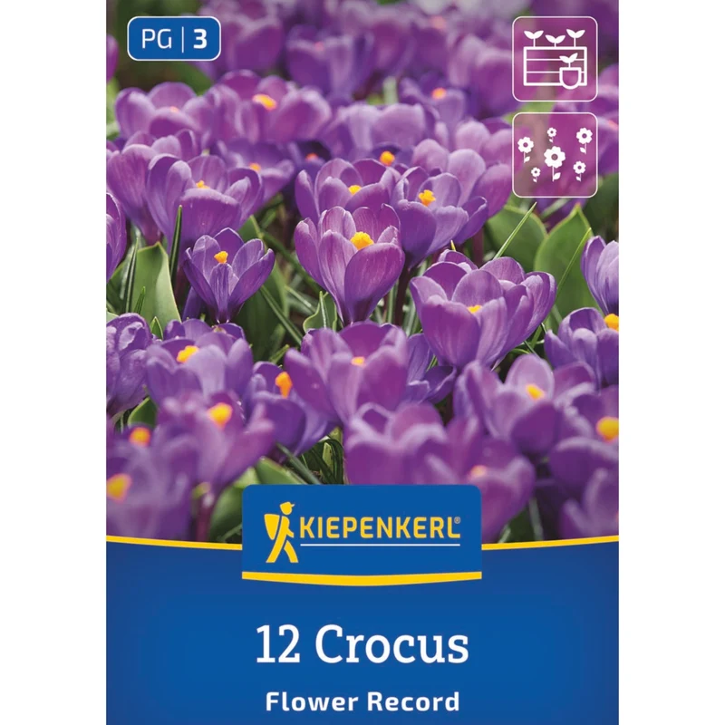 Kiepenkerl Großblumiger Krokus 'Flower Record'